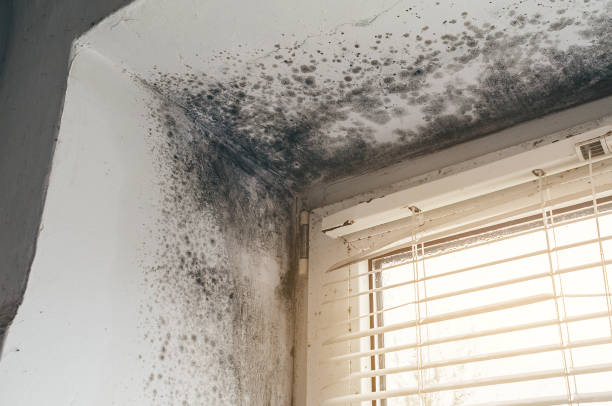 Affordable Basement Mold Removal solutions in Wyandanch, NY